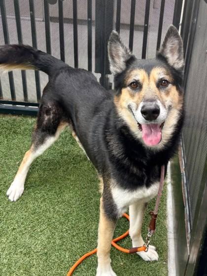 Enlarge Rip, a Adoptable mixed breed in Roseville, CA image 1/3