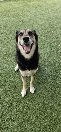 Enlarge Rip, a Adoptable mixed breed in Roseville, CA image 2/3