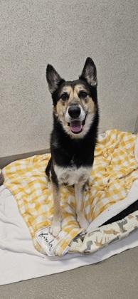 Enlarge Rip, a Adoptable mixed breed in Roseville, CA image 3/3