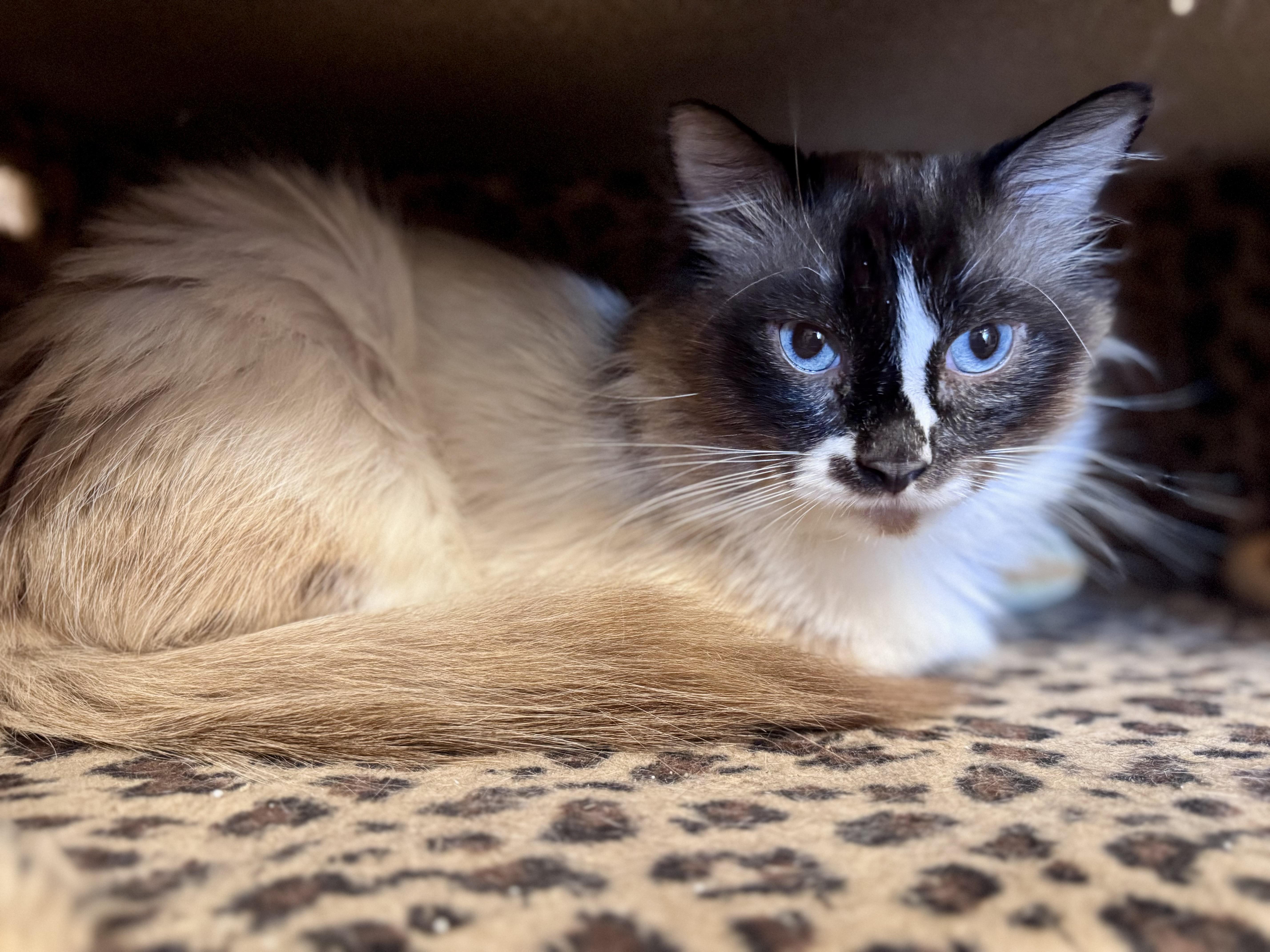 King Henry, ADOPTABLE, Adult Male Siamese & Himalayan.