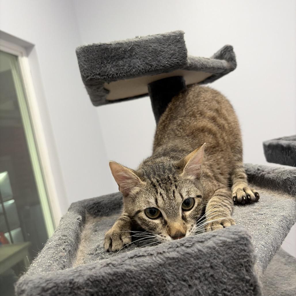 Drizzy, Adoptable, Young Male Domestic Short Hair.