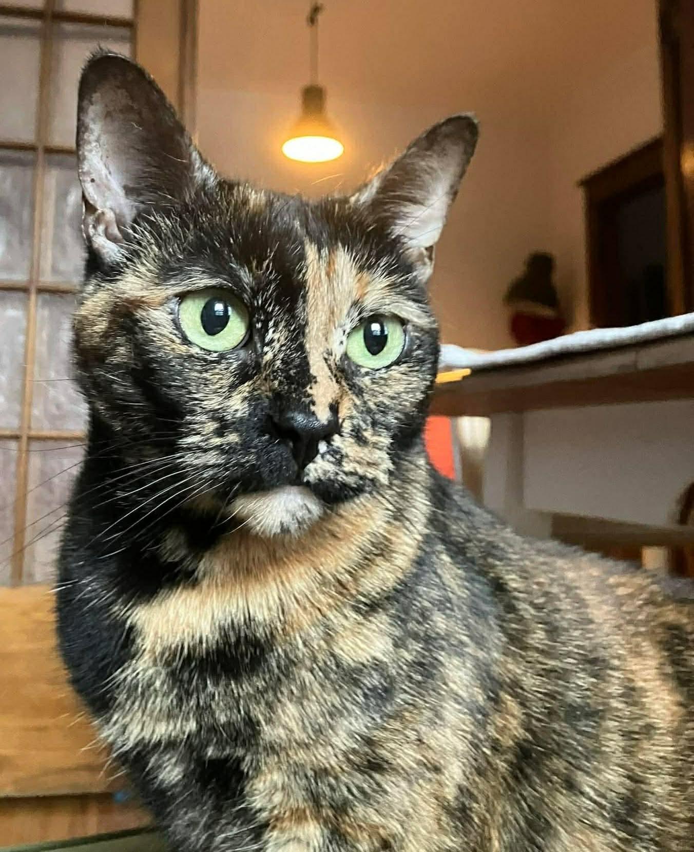 Enlarge Shelby, an adoptable Domestic Short Hair in Terrebonne, QC image 3/4