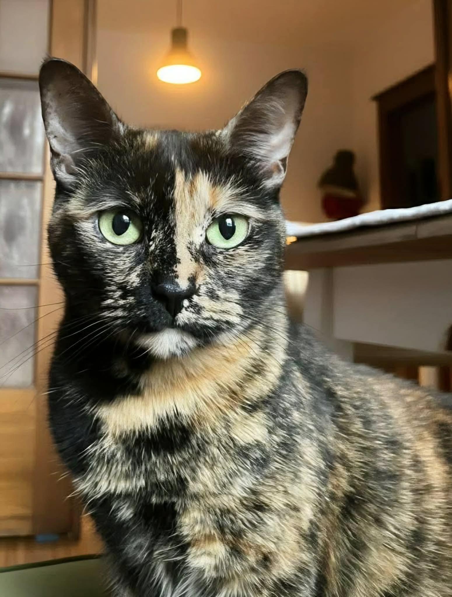 Shelby, adoptable, Adult Female Domestic Short Hair.