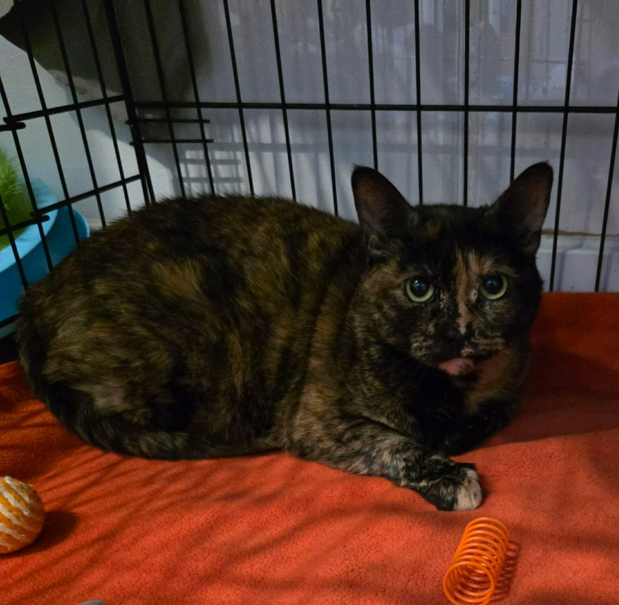 Enlarge Shelby, an adoptable Domestic Short Hair in Terrebonne, QC image 2/4