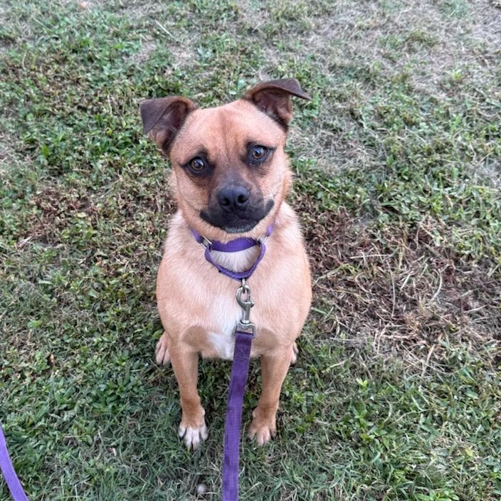 Enlarge Marley, a Adoptable Puggle in Greenville, SC image 5/6