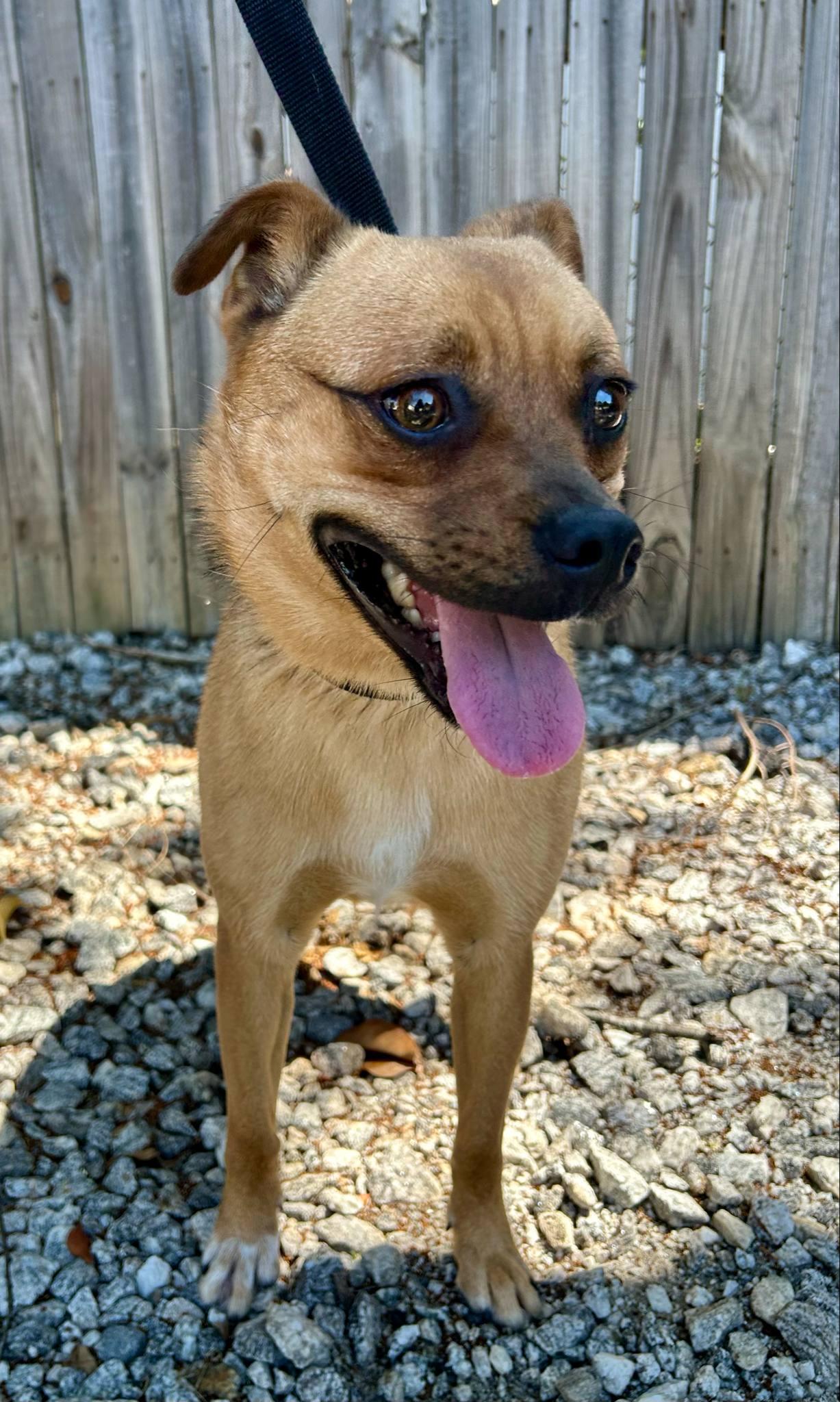 Marley, an adoptable Puggle in Greenville, SC, 29605 | Photo Image 3