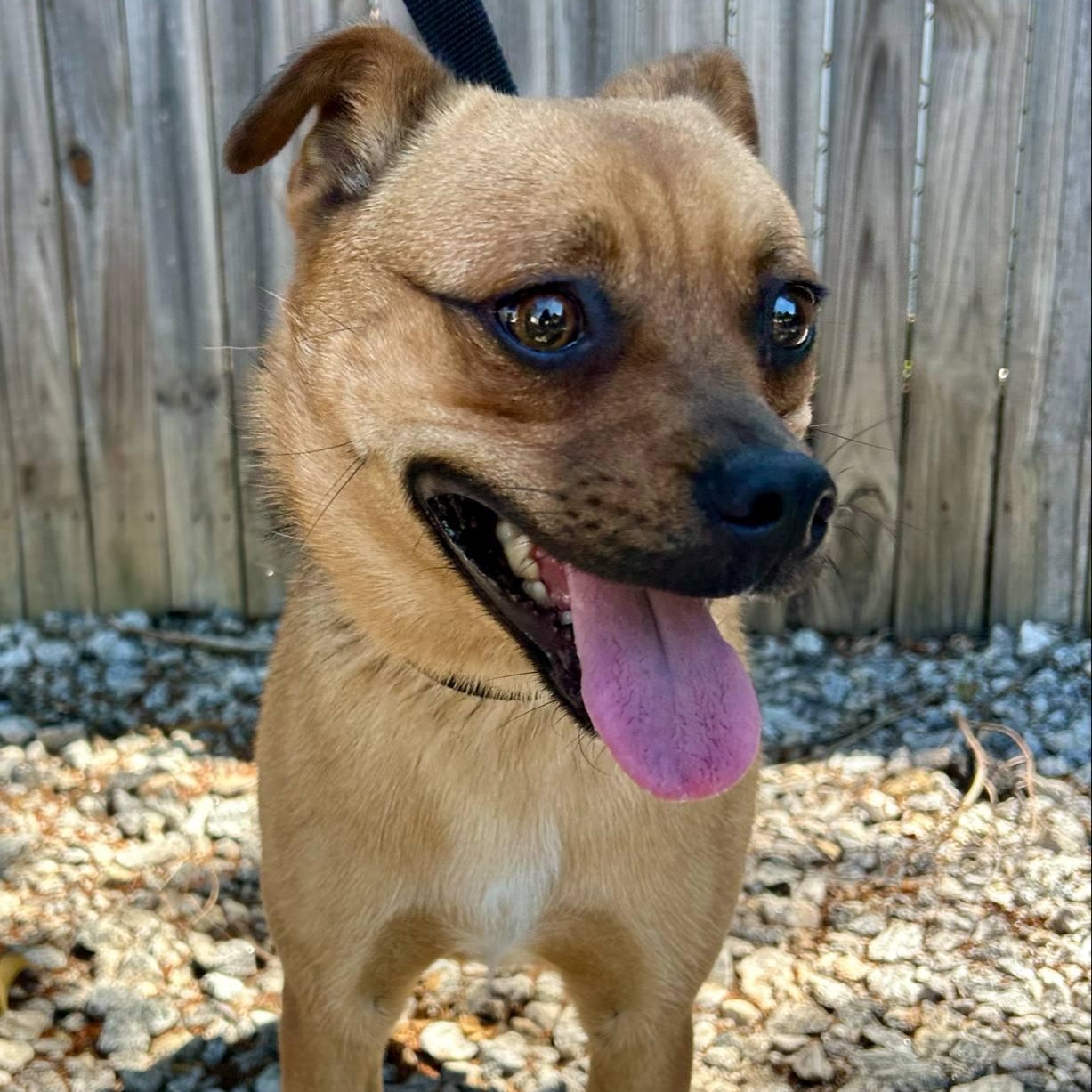 Enlarge Marley, a Adoptable Puggle in Greenville, SC image 6/6