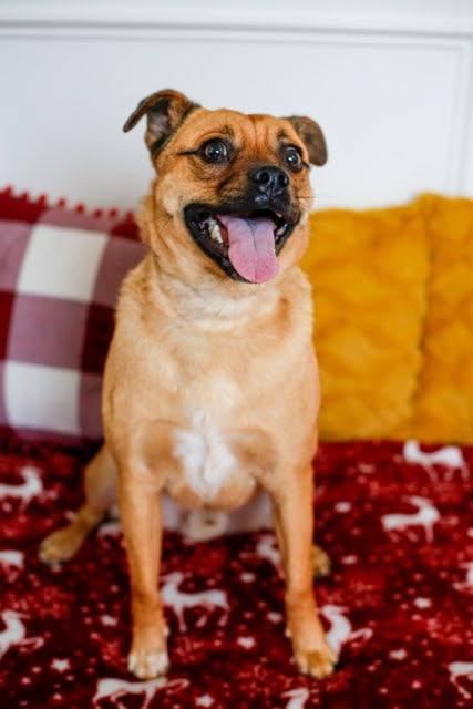 Enlarge Marley, a Adoptable Puggle in Greenville, SC image 3/6