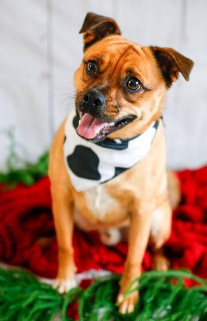Enlarge Marley, a Adoptable Puggle in Greenville, SC image 1/6