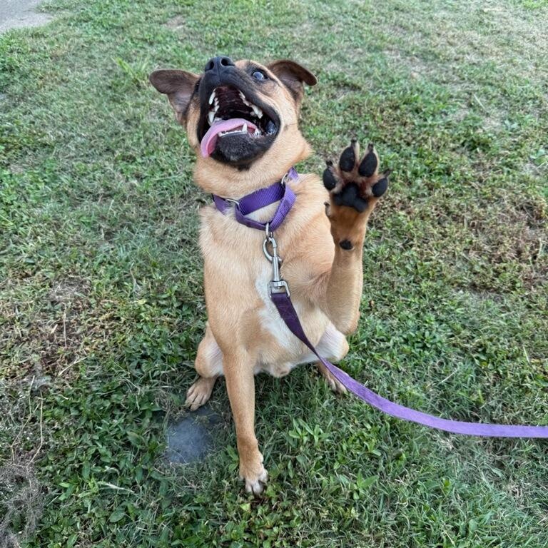 Enlarge Marley, a Adoptable Puggle in Greenville, SC image 4/6