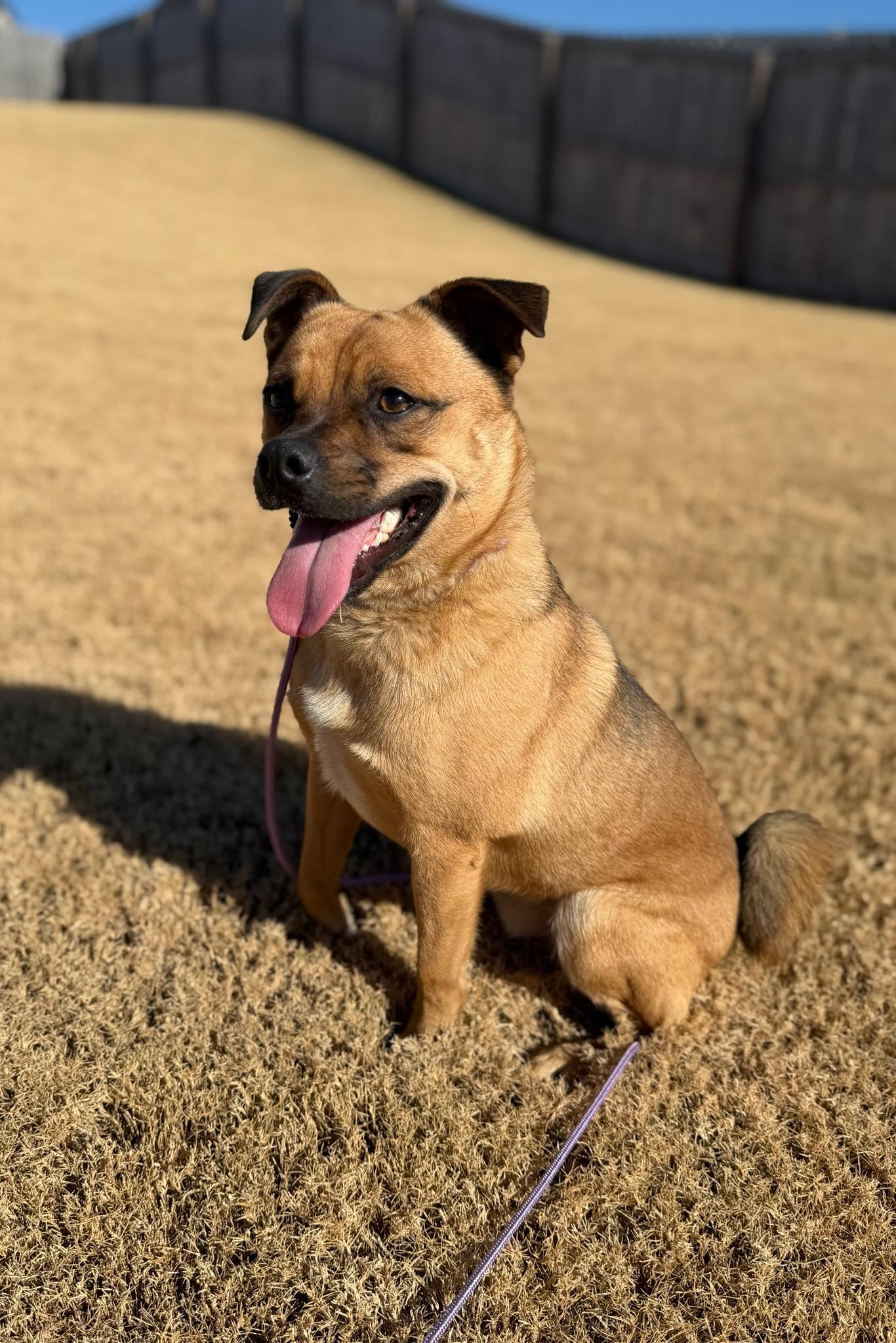 Enlarge Marley, a Adoptable Puggle in Greenville, SC image 1/6