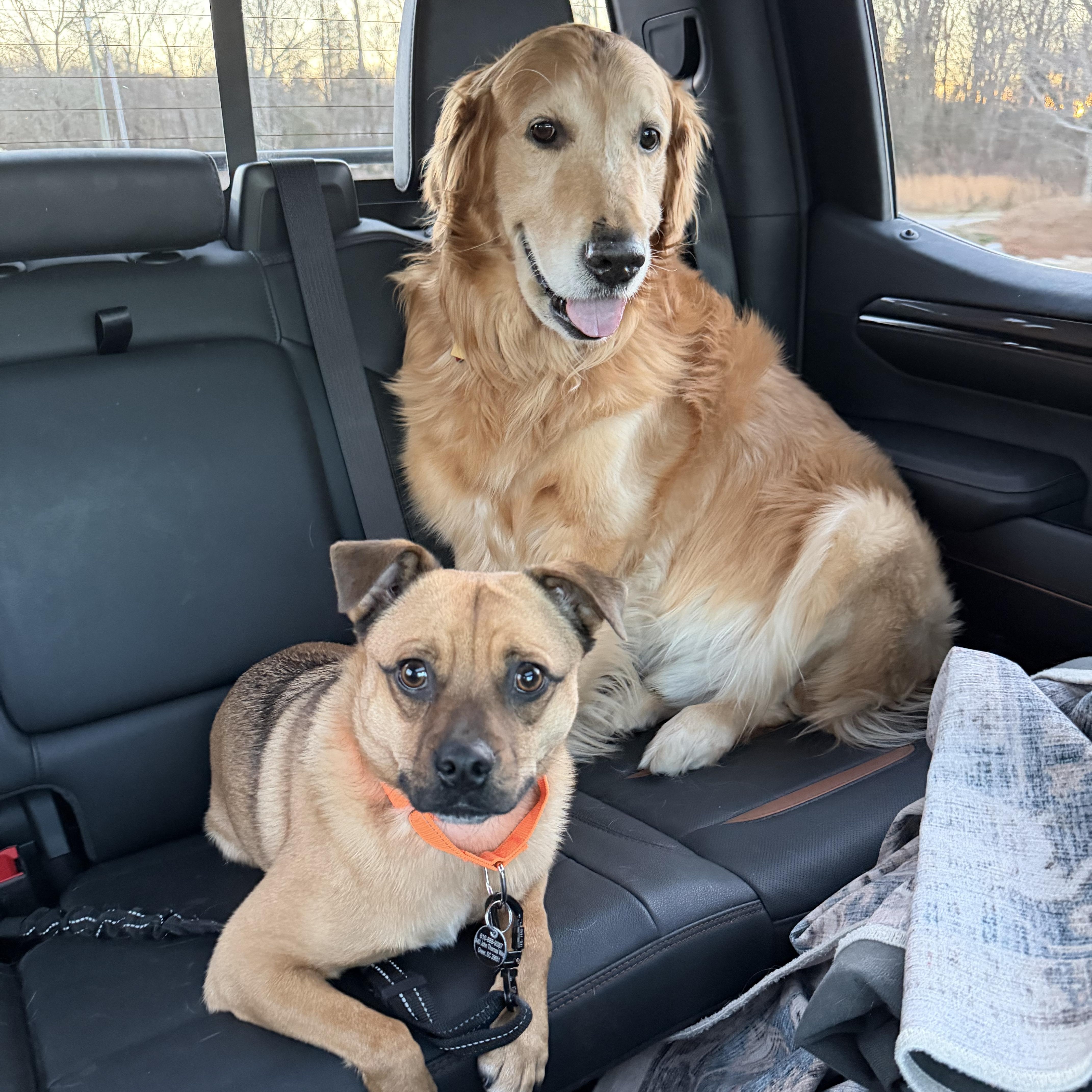 Enlarge Marley, an adoptable Puggle in Greenville, SC image 4/6