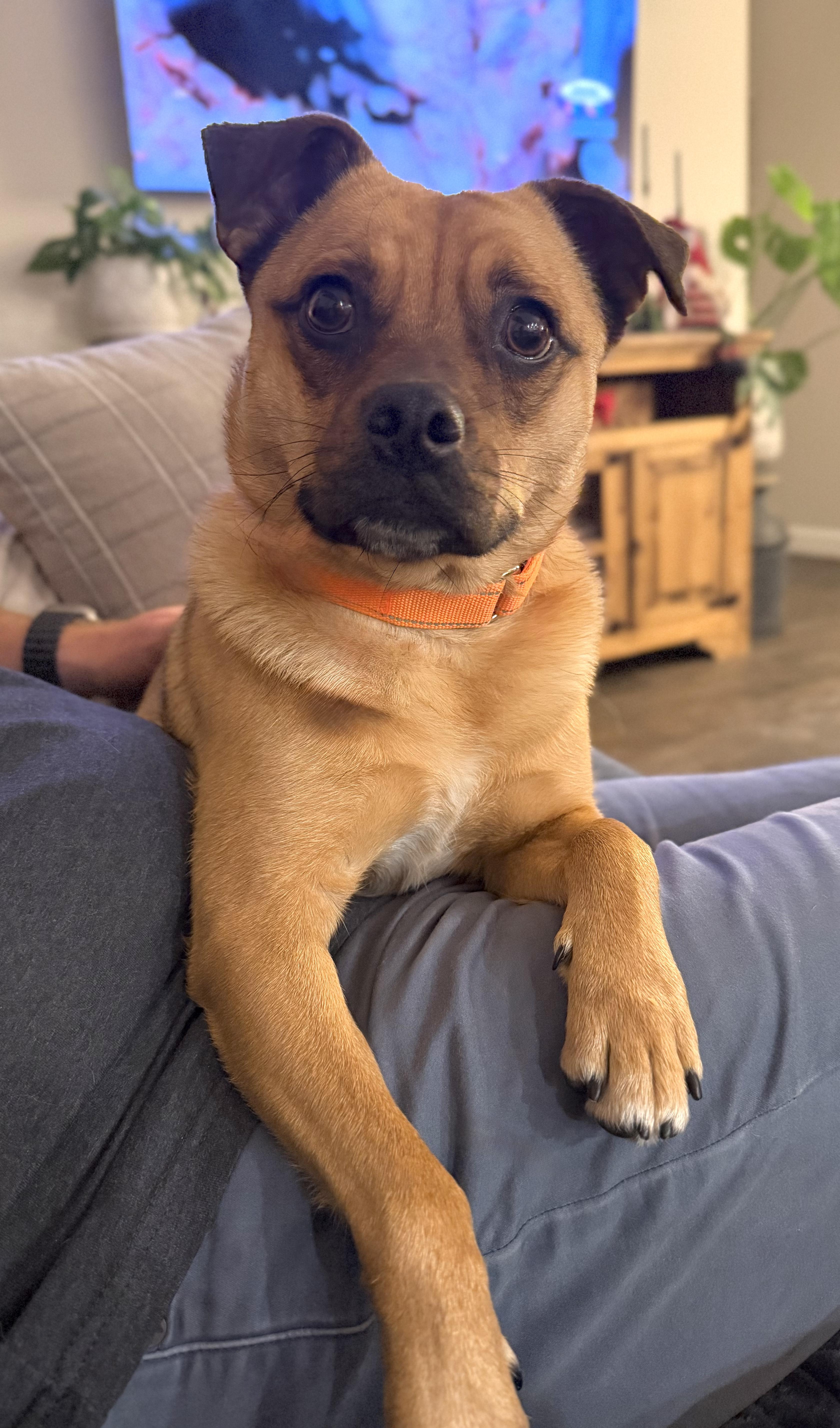 Enlarge Marley, an adoptable Puggle in Greenville, SC image 6/6