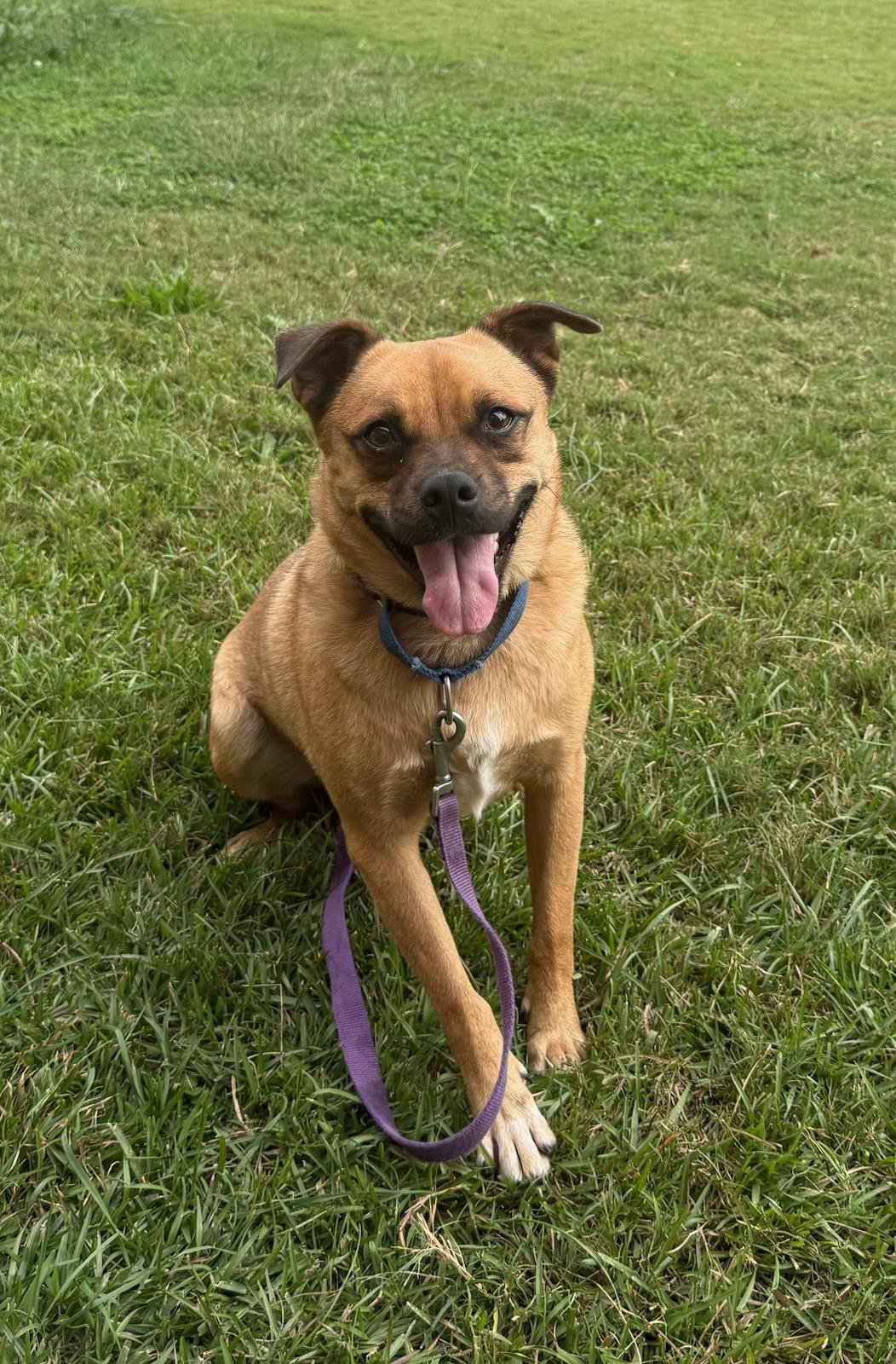 Marley, an adoptable Puggle in Greenville, SC, 29605 | Photo Image 1
