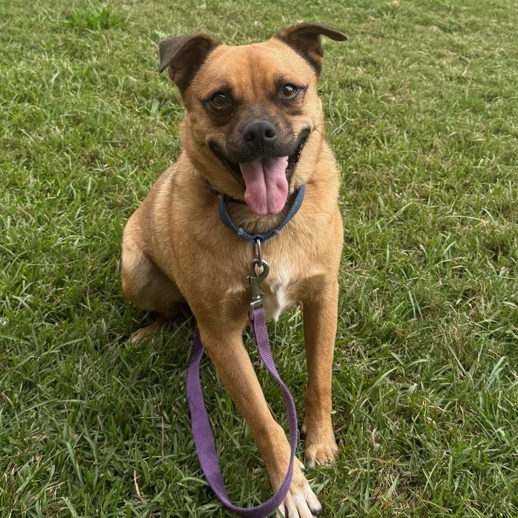 Enlarge Marley, a Adoptable Puggle in Greenville, SC image 2/6