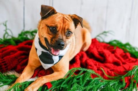 Enlarge Marley, a Adoptable Puggle in Greenville, SC image 2/6