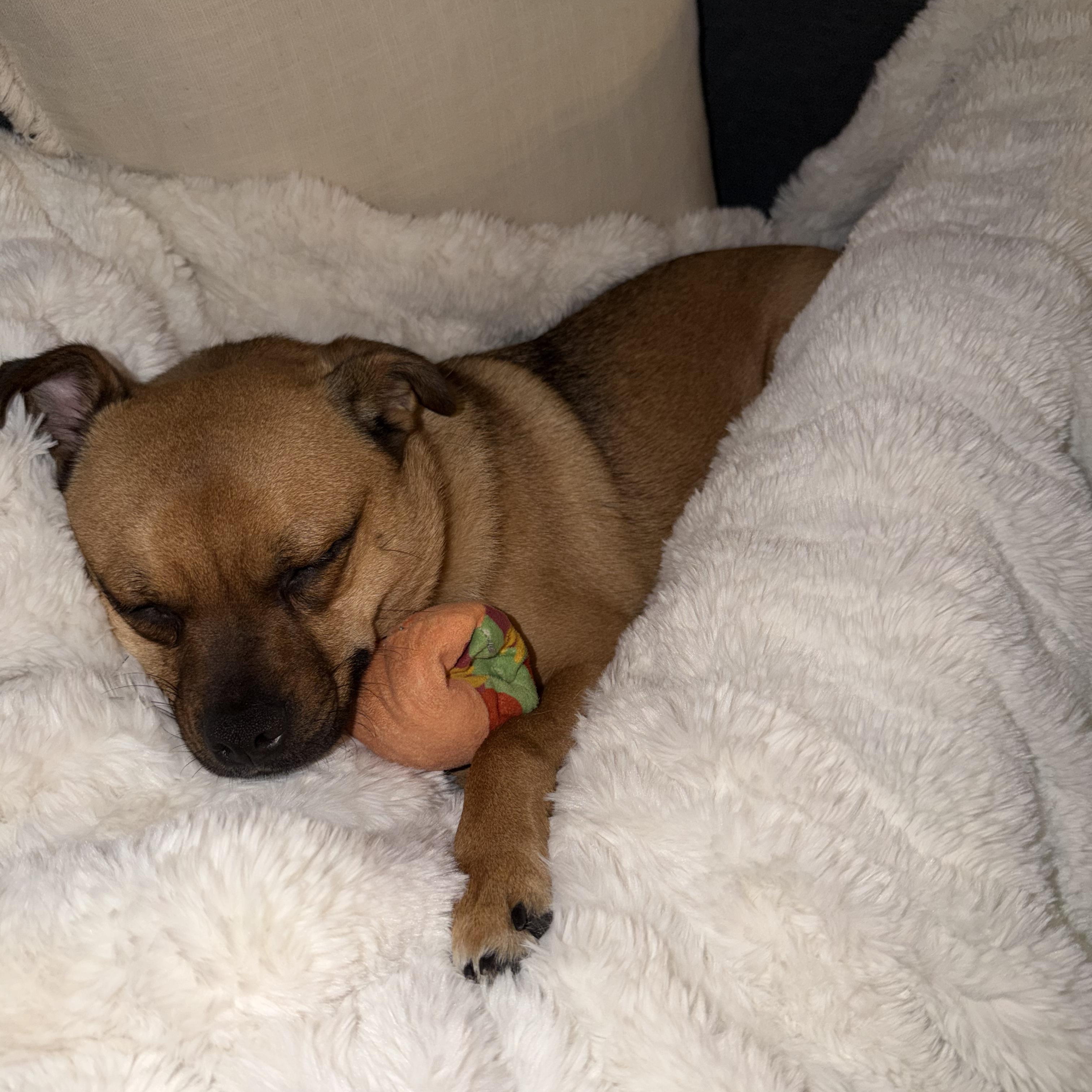 Enlarge Marley, an adoptable Puggle in Greenville, SC image 3/6