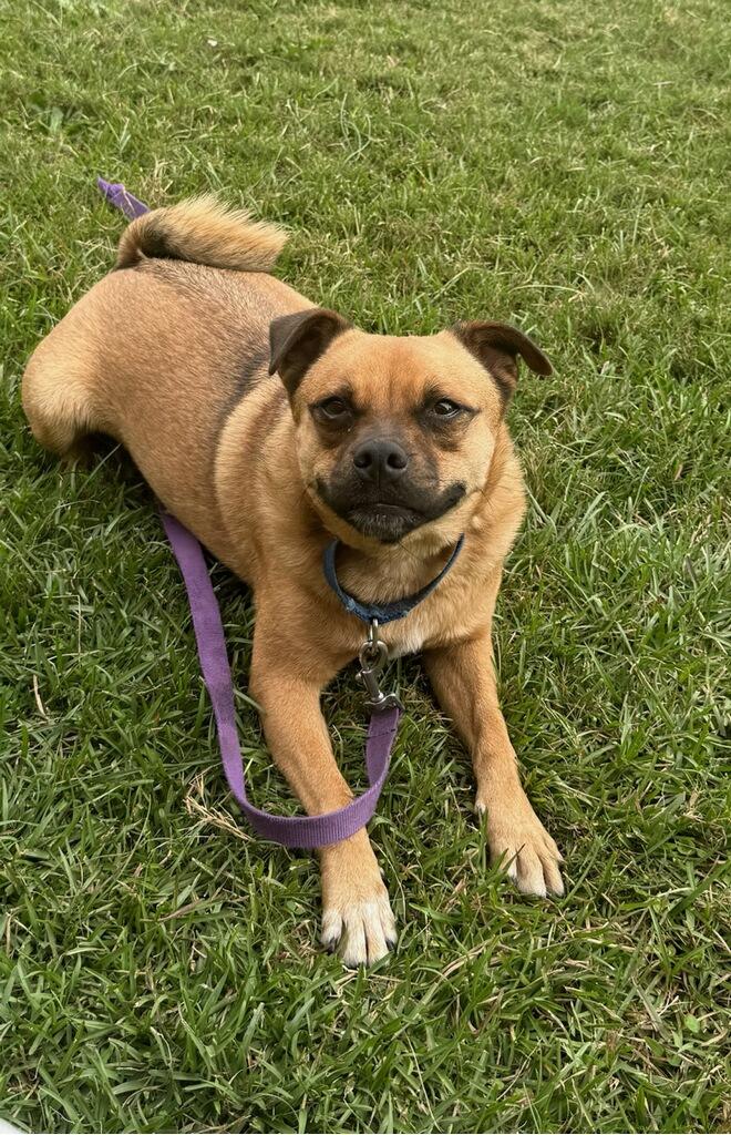 Marley, an adoptable Puggle in Greenville, SC, 29605 | Photo Image 6