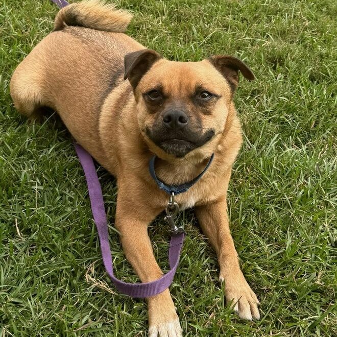 Enlarge Marley, a Adoptable Puggle in Greenville, SC image 3/6