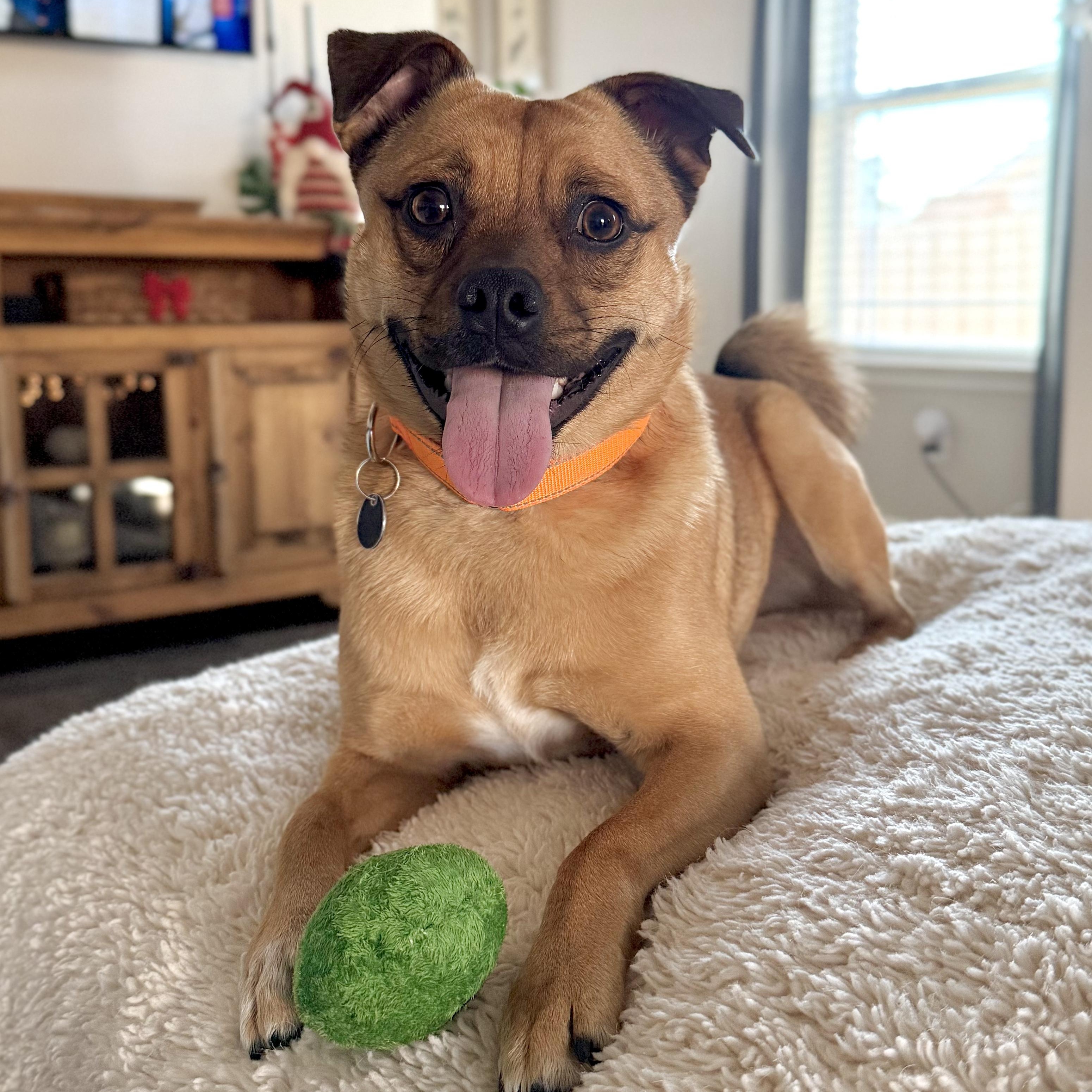 Marley, adoptable, Adult Male Puggle.