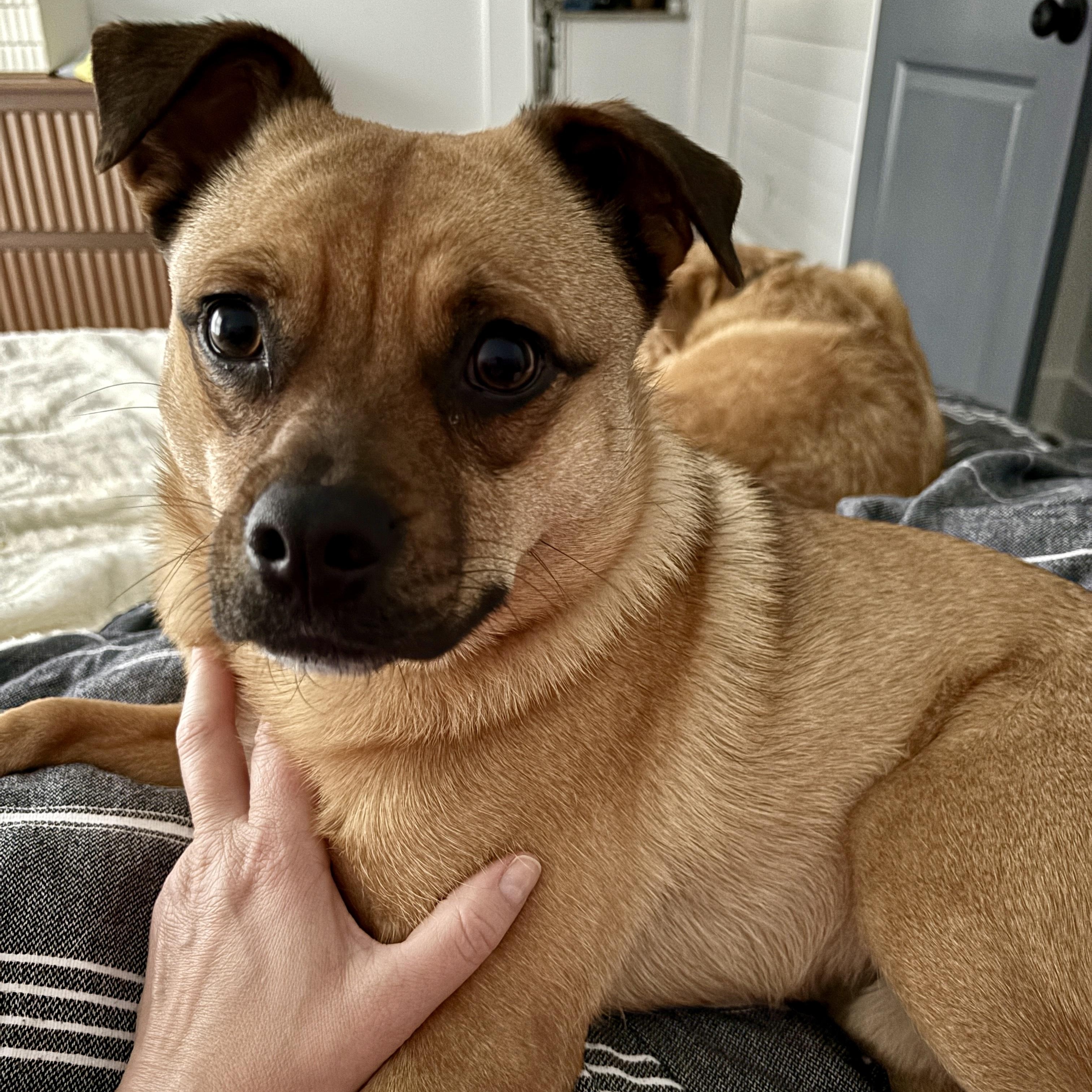 Enlarge Marley, an adoptable Puggle in Greenville, SC image 5/6