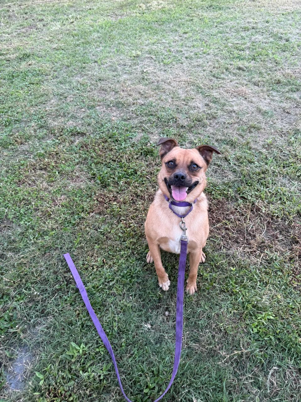 Marley, an adoptable Puggle in Greenville, SC, 29605 | Photo Image 5