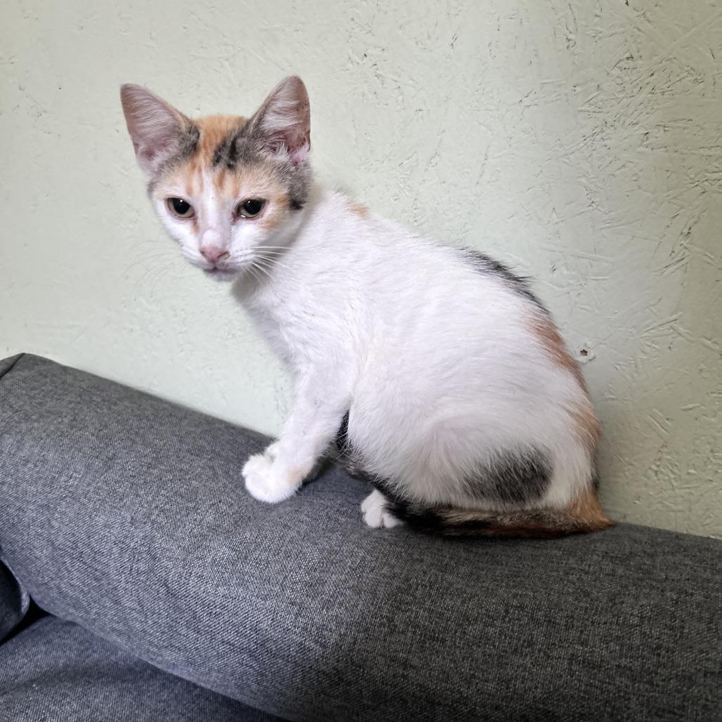 Enlarge Sunday, a Adoptable Domestic Short Hair in Newborn, GA image 1/1