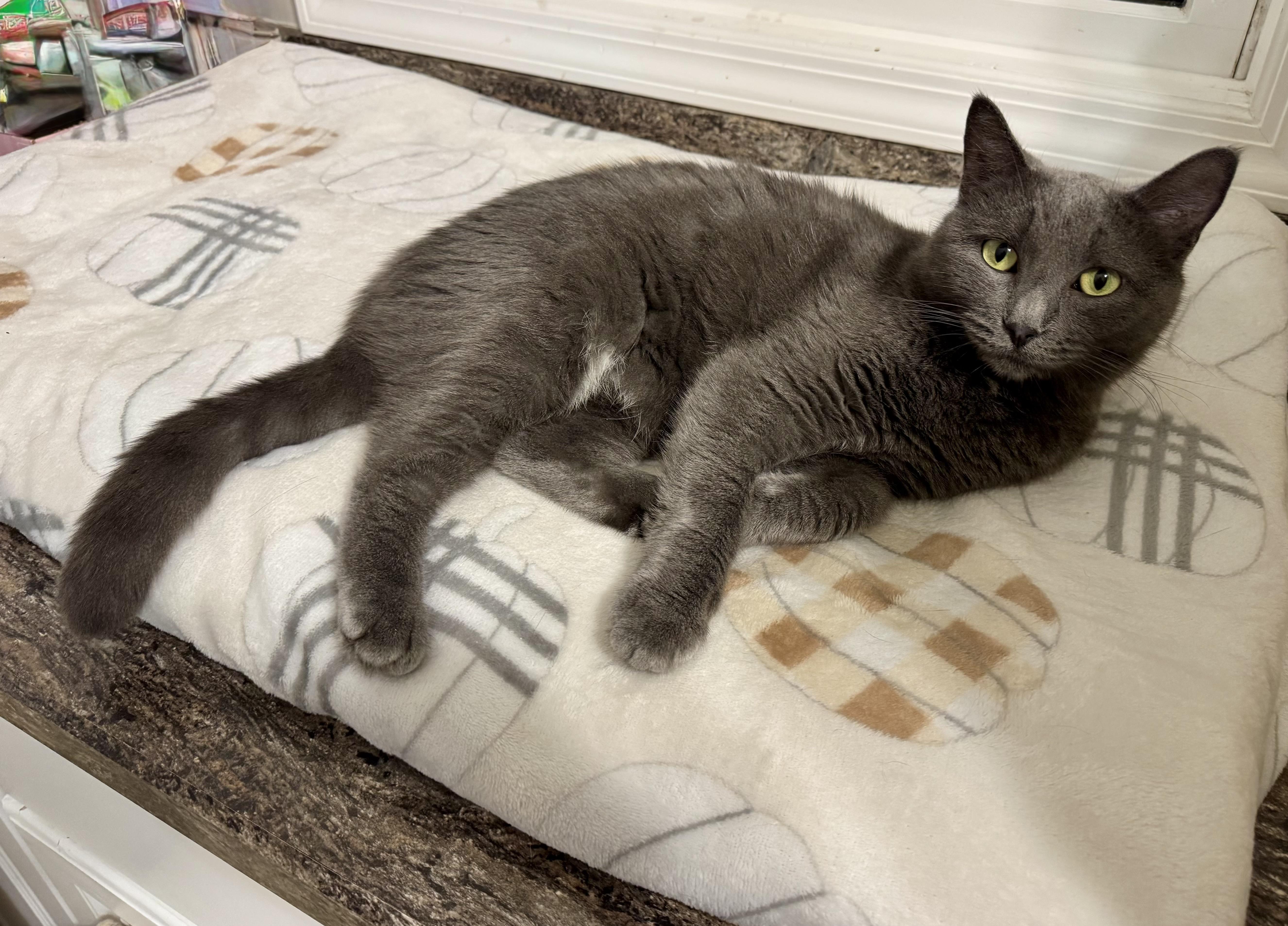 Enlarge LEIA, a Adoptable mixed breed in Hamilton, NJ image 1/4