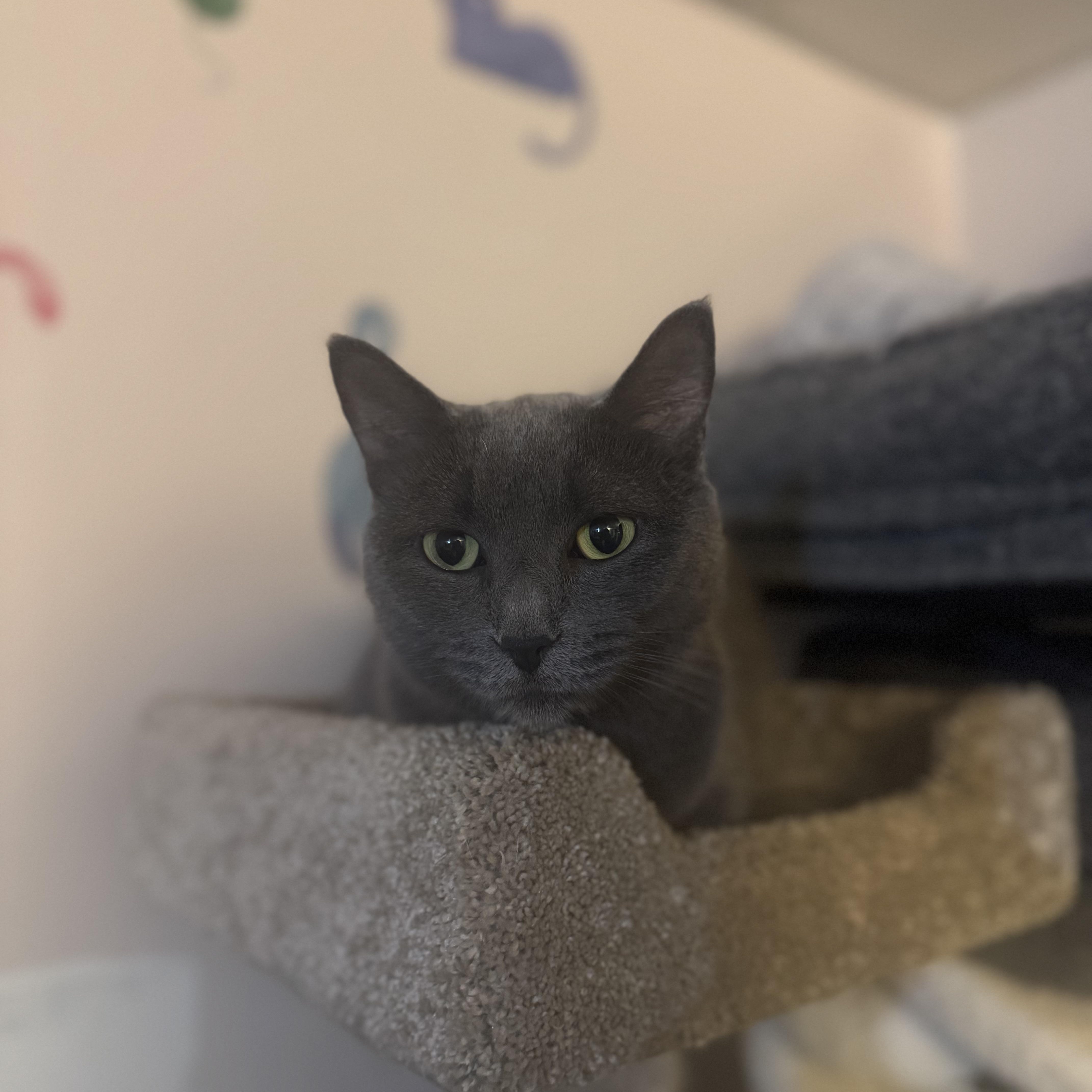 LEIA, Adoptable, Adult Female Russian Blue & Domestic Short Hair.