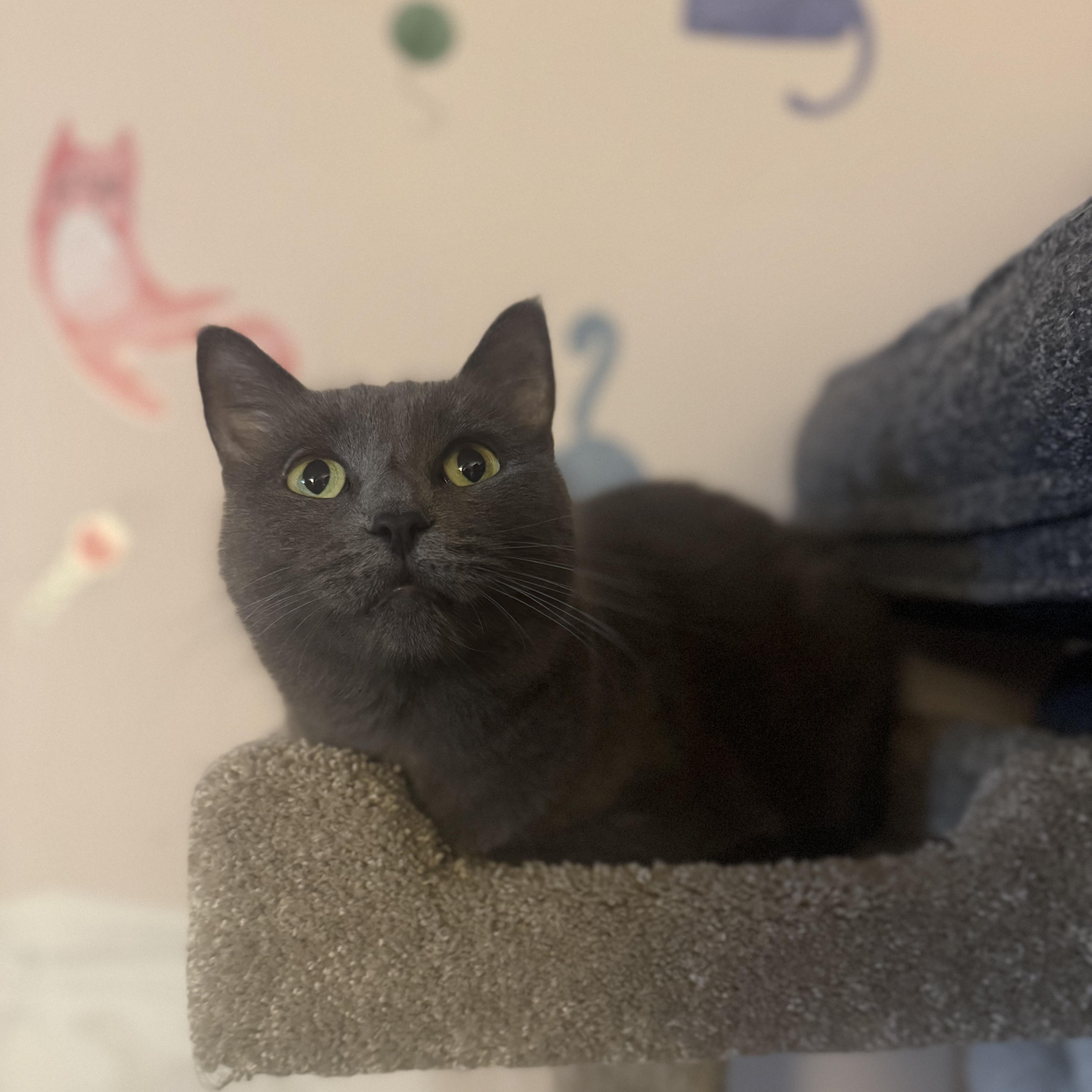Enlarge LEIA, a Adoptable mixed breed in Hamilton, NJ image 2/4