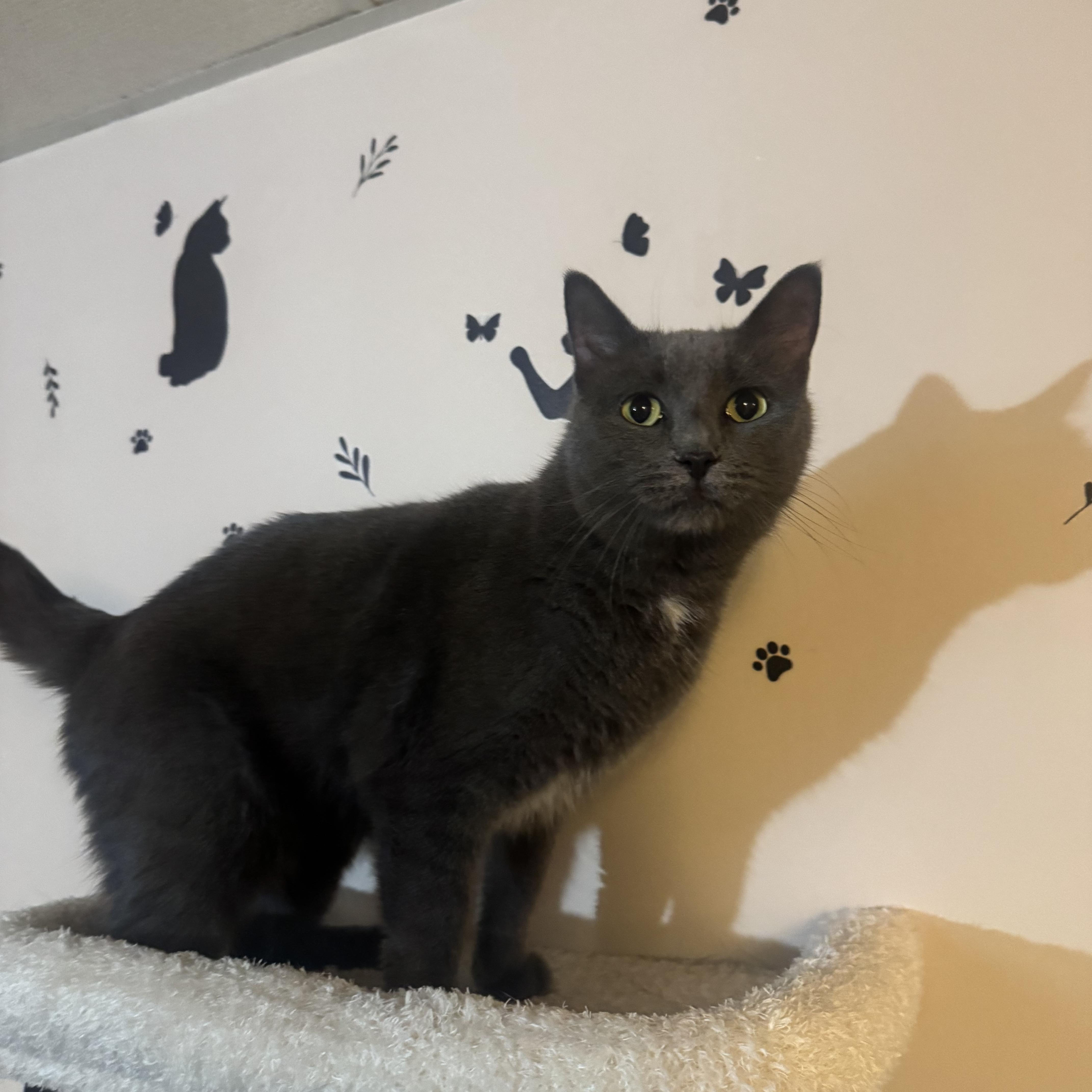 Enlarge LEIA, a Adoptable mixed breed in Hamilton, NJ image 3/4