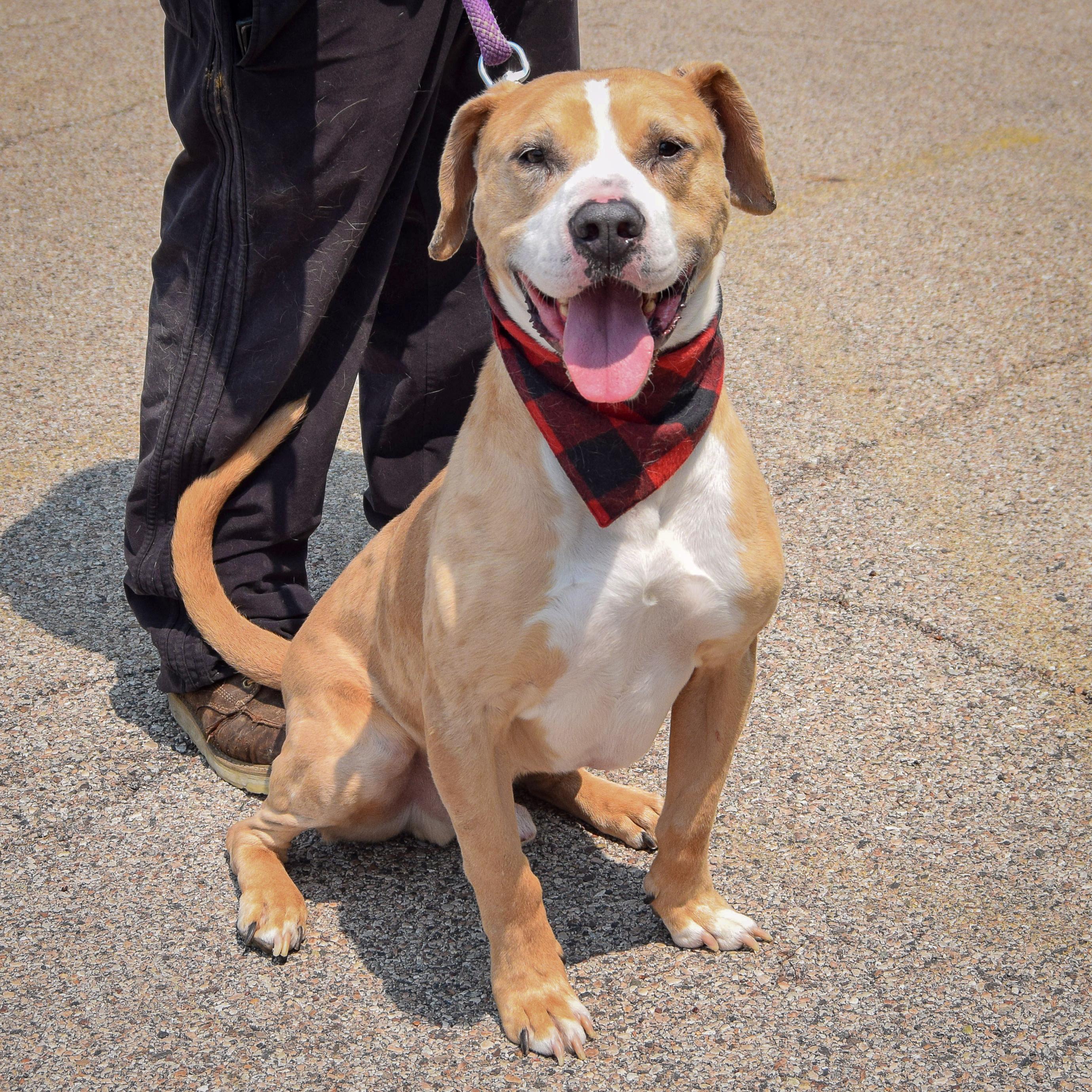 Leo, an adoptable American Staffordshire Terrier, American Bulldog in Huntley, IL, 60142 | Photo Image 2