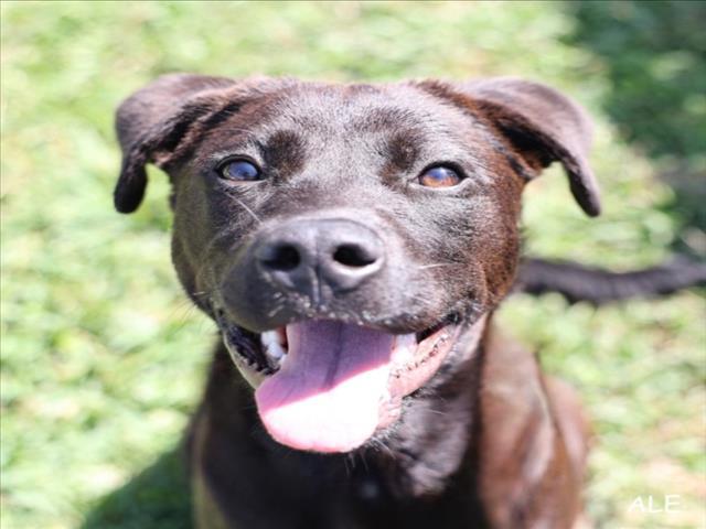 Enlarge A519161, a Adoptable mixed breed in Wilmington, NC image 1/1