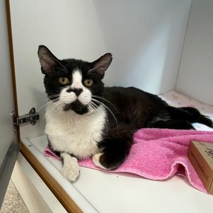 Soul Surfer, Adoptable, Adult Male Domestic Medium Hair & Domestic Short Hair.