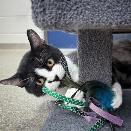 Enlarge Soul Surfer, a Adoptable mixed breed in Wheaton, IL image 1/3