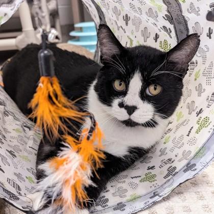 Enlarge Soul Surfer, a Adoptable mixed breed in Wheaton, IL image 2/3