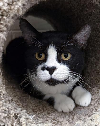 Enlarge Soul Surfer, a Adoptable mixed breed in Wheaton, IL image 3/3