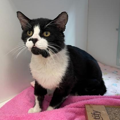 Soul Surfer, a Adoptable mixed breed in Wheaton, IL image 2/2