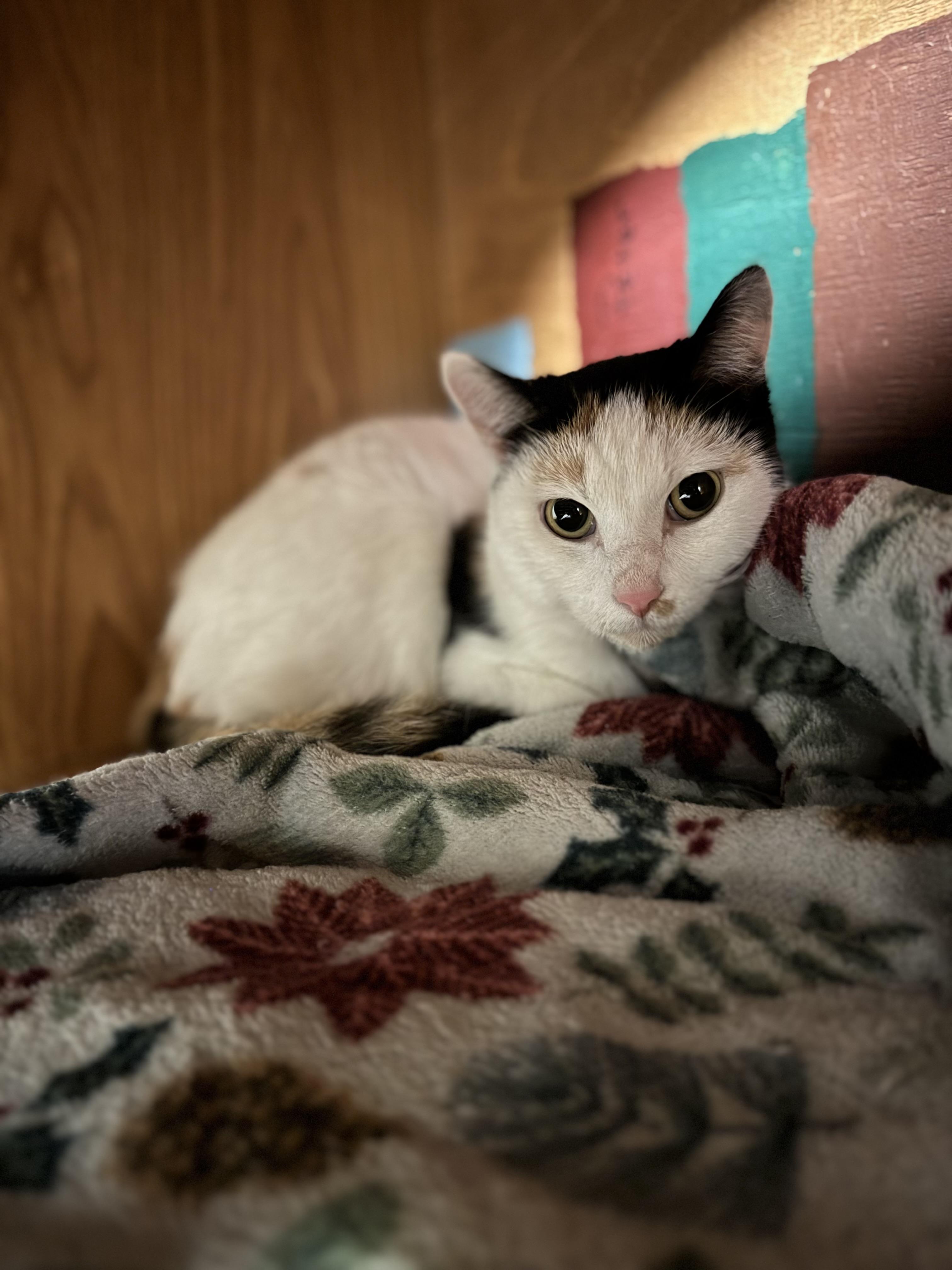 Treat, ADOPTABLE, Adult Female Domestic Short Hair.