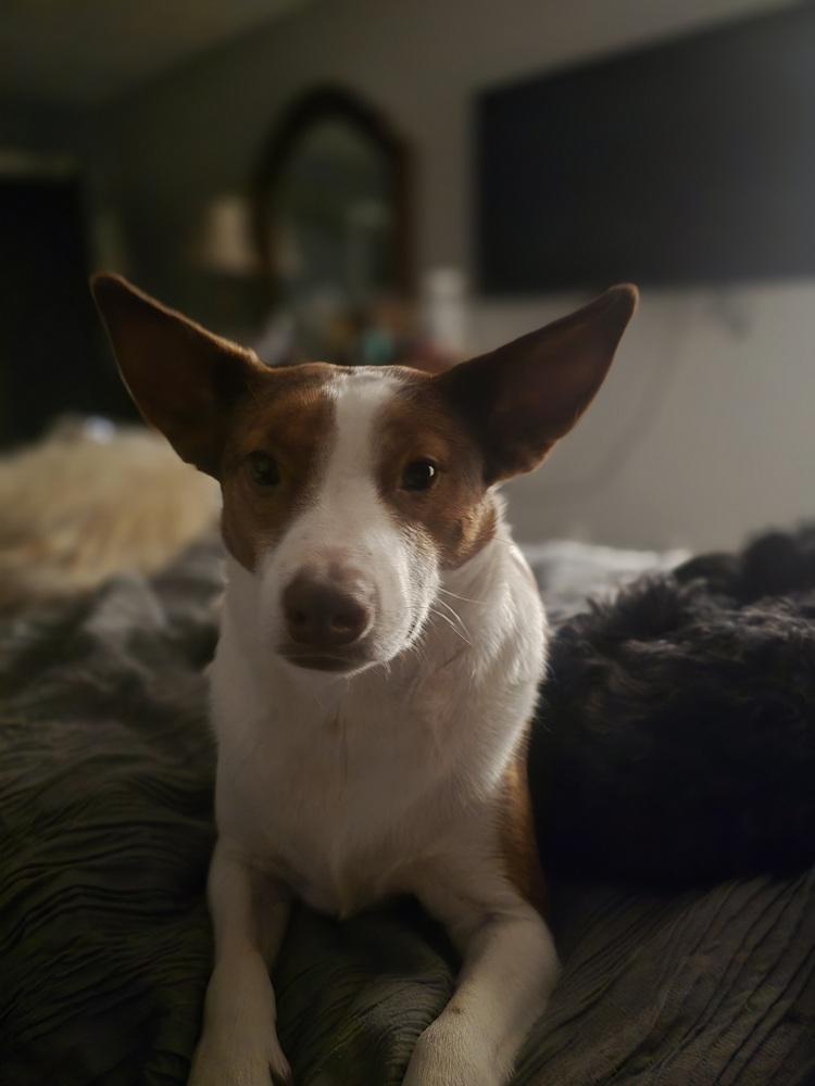 Little Man, Adoptable, Adult Male Australian Cattle Dog / Blue Heeler.