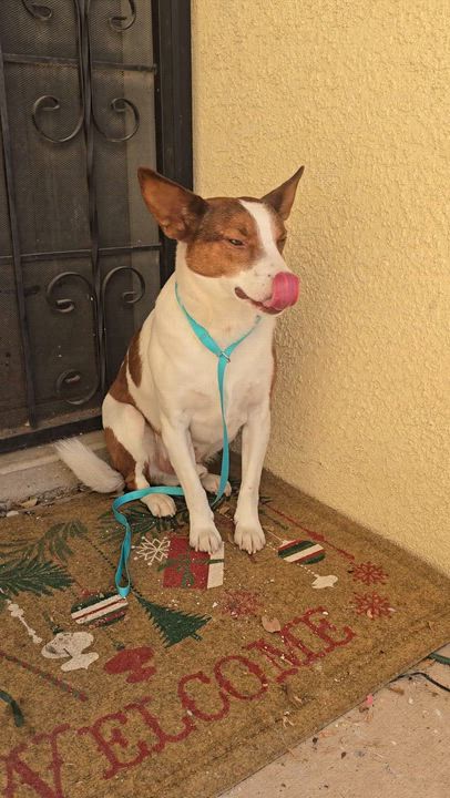 Enlarge Little Man, a Adoptable Australian Cattle Dog / Blue Heeler in Albuquerque, NM video 2/4