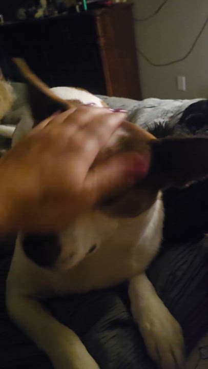 Enlarge Little Man, a Adoptable Australian Cattle Dog / Blue Heeler in Albuquerque, NM video 3/4