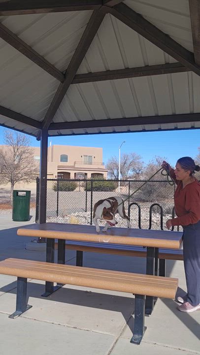 Enlarge Little Man, a Adoptable Australian Cattle Dog / Blue Heeler in Albuquerque, NM video 4/4