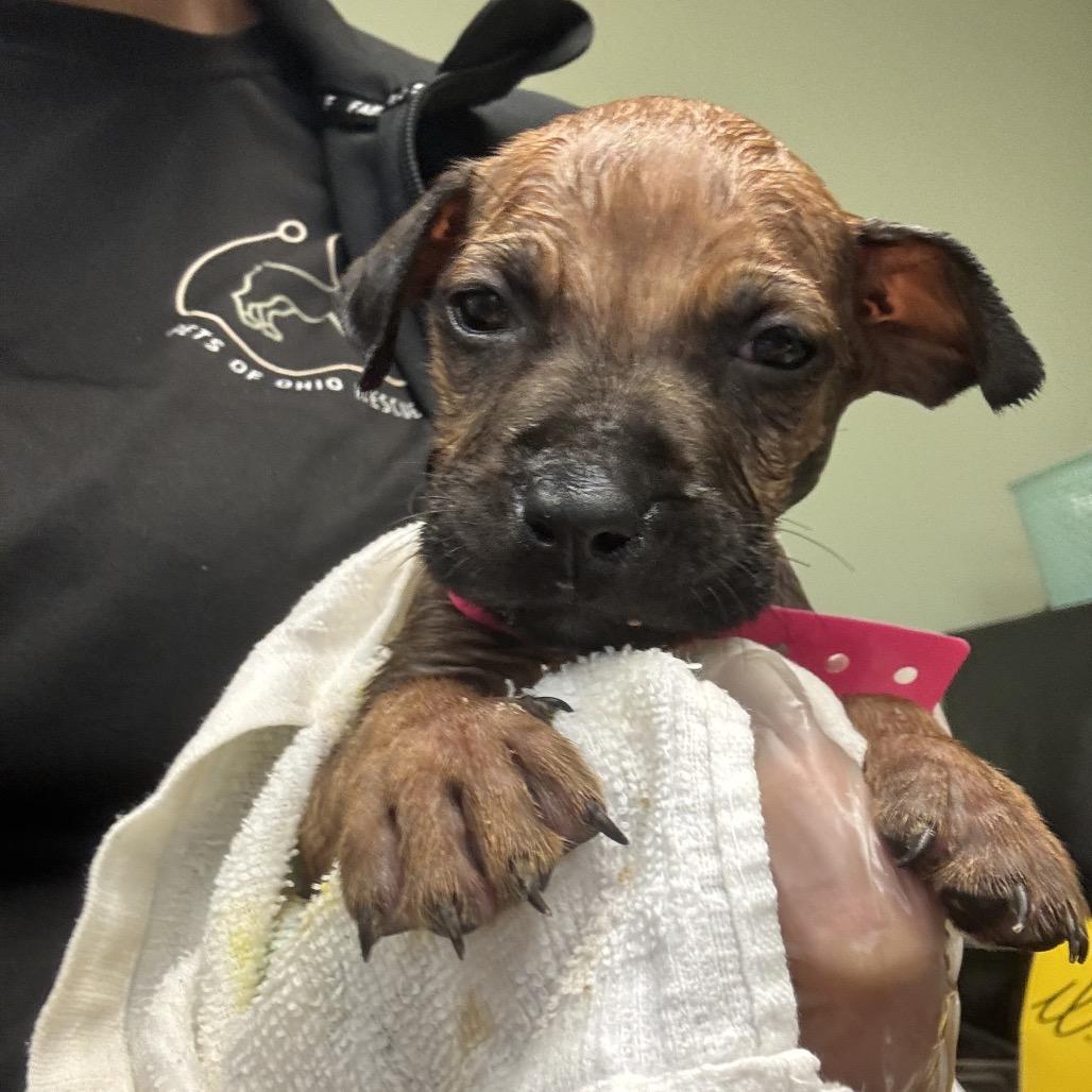 Enlarge 77, a Adoptable mixed breed in Springboro, OH image 1/1