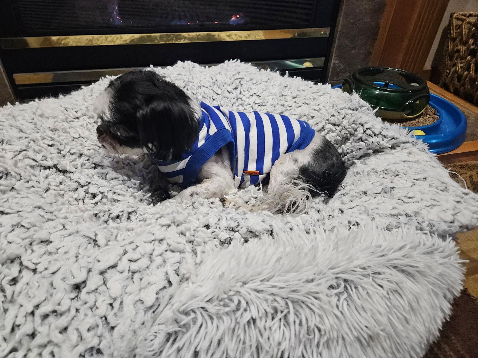 Thor, Adoptable, Adult Male Shih Tzu.