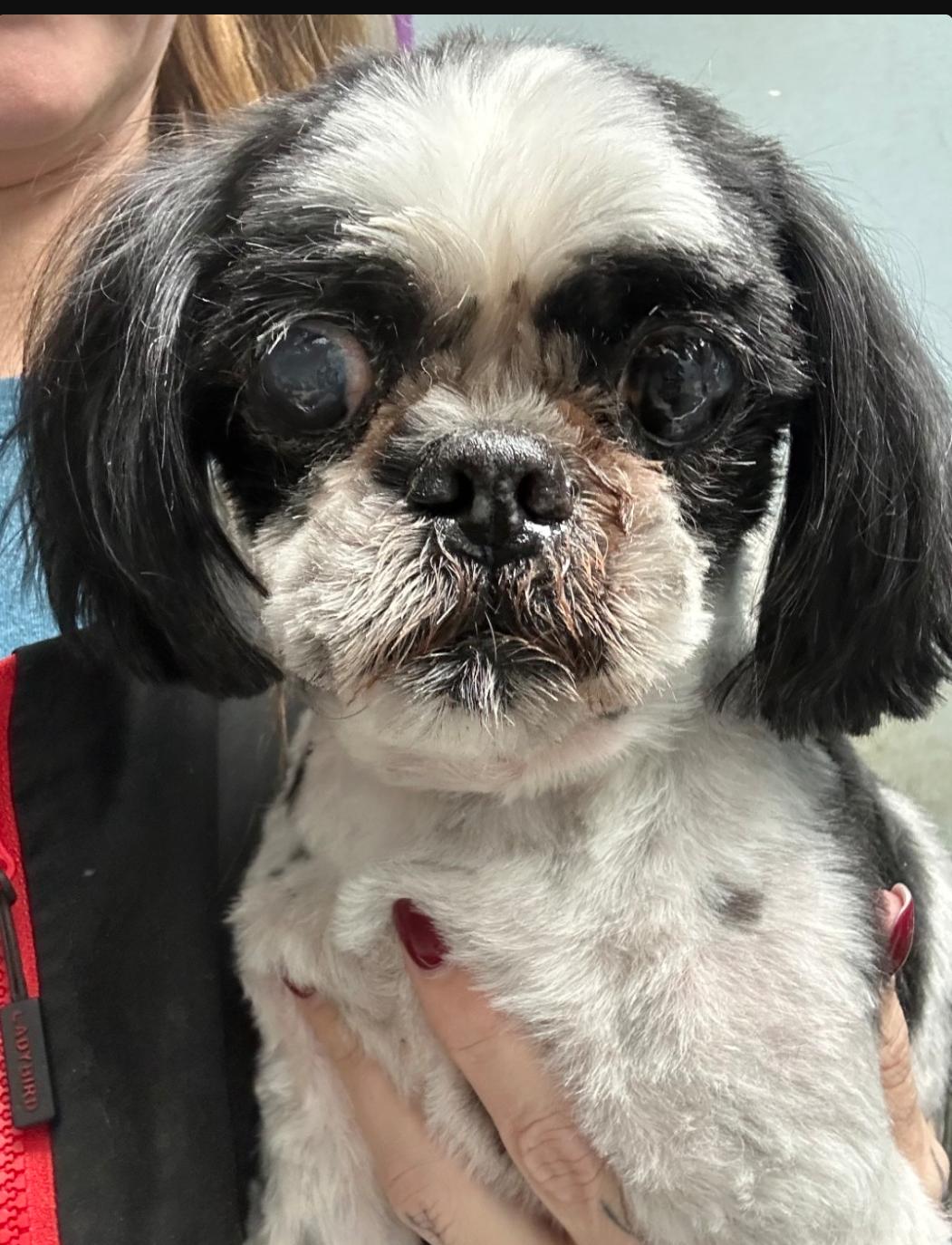 Enlarge Thor, a Adoptable Shih Tzu in Sioux Falls, SD image 2/3