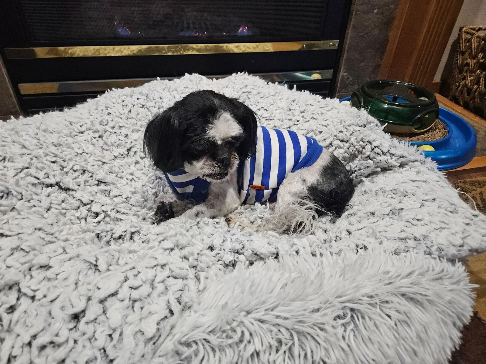 Enlarge Thor, a Adoptable Shih Tzu in Sioux Falls, SD image 3/3