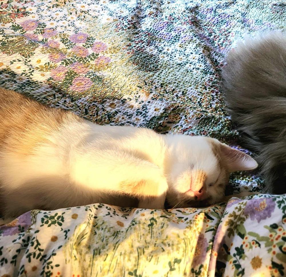 Enlarge Sea Salt, a Adoptable mixed breed in Mishawaka, IN image 1/5