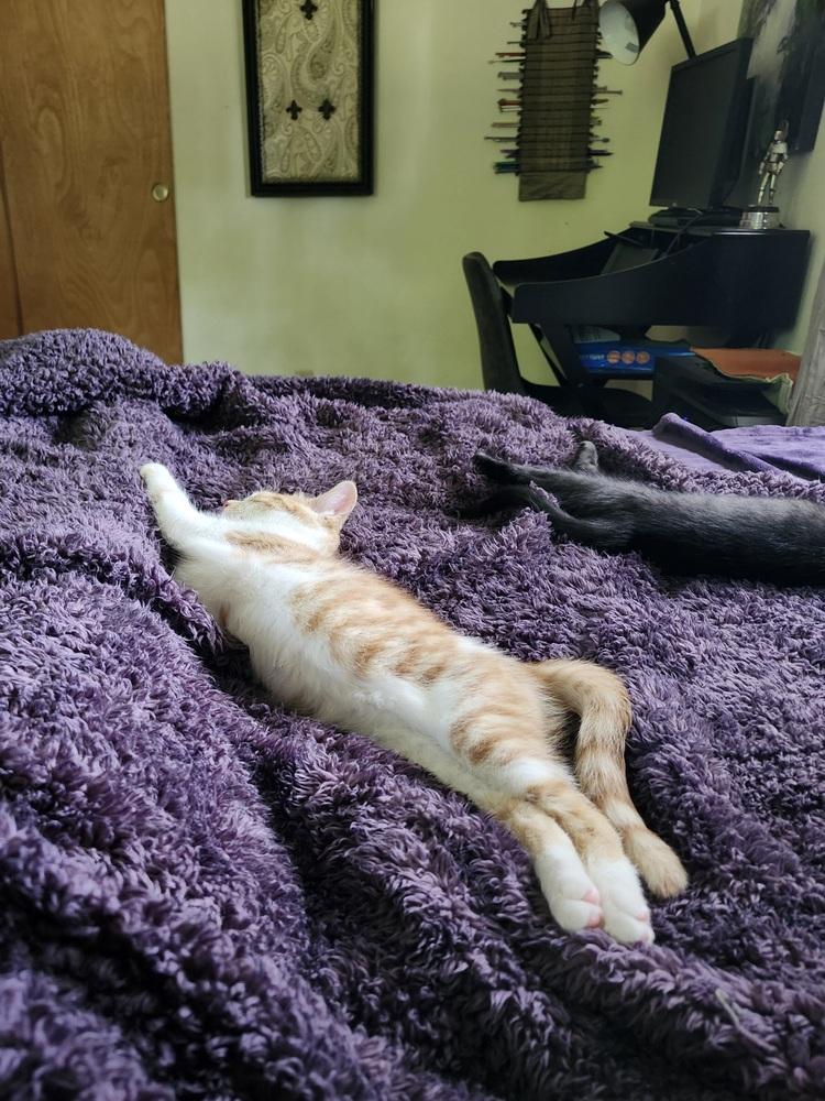 Enlarge Sea Salt, a Adoptable mixed breed in Mishawaka, IN image 2/5