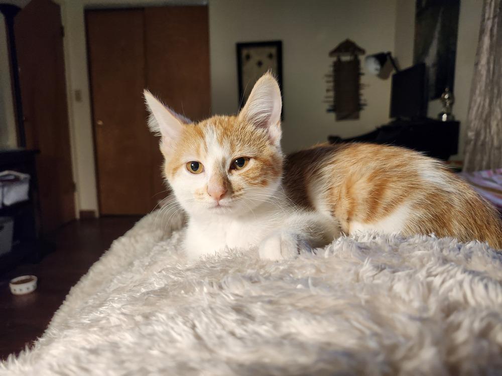 Enlarge Sea Salt, a Adoptable mixed breed in Mishawaka, IN image 3/5